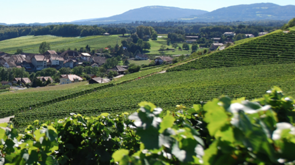 Mini-Marathon des Côtes de l'Orbe